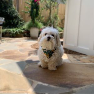 HANDMADE Floral Print Dog Bandana